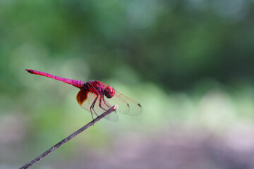 Dragonflies found in the forest.