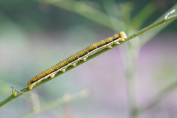 Caterpillars from the Catopsilia pomona butterfly found in the forest.