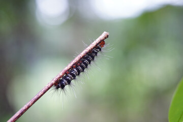 Caterpillars found in the forest.