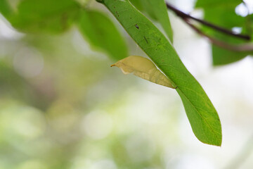 Butterflies found in the natural forest.