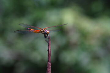 Dragonflies found in the forest.