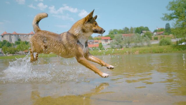 SLOW MOTION CLOSE UP: Energetic mixed breed puppy jumps into the refreshing river water to cool off from the summer heat. Young brown puppy is playing fetch in the stream running past Zuzemberk castle