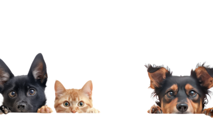 Dogs and Cats Peeking Over Banner on transparent background