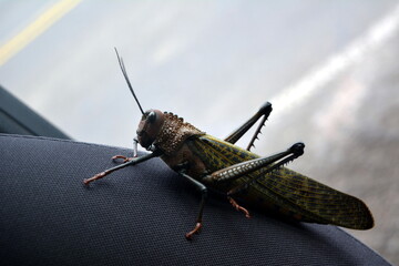 Giant locust in Tamarindo Costa Rica