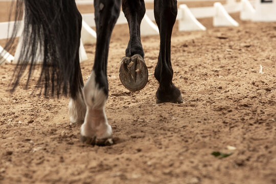 Nogi konia na piasku, kopyta konia, kary koń