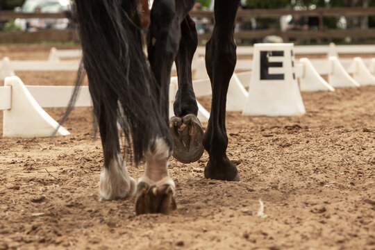 Nogi konia na piasku, kopyta konia, kary koń