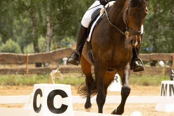 human-horse interaction, during equestrian competitions, horse riding, elegant riding outfit © Anna