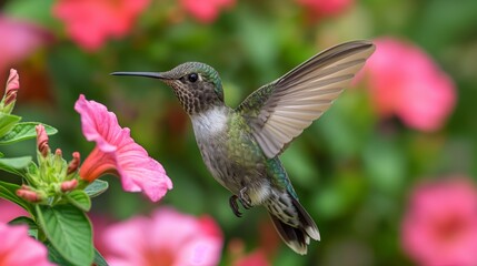Naklejka premium Captured in mid-flight, a hummingbird approaches a bright pink bloom, showcasing its iridescent feathers and agile movement.