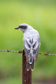 Pied Cuckoo Shrike