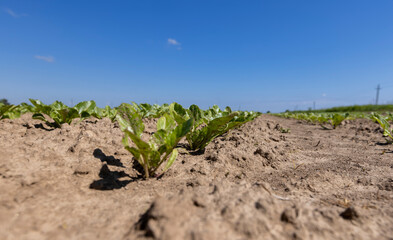 a field with white beetroot for the production of white beet sugar