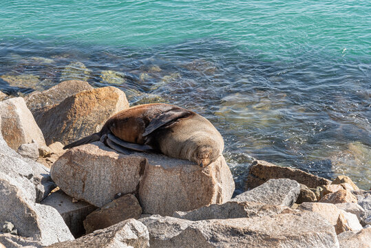 Sleeping Seal