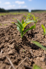 corn sprouts in sunny spring weather