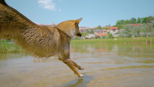 SLOW MOTION CLOSE UP: Young brown puppy is playing fetch in the stream running past Zuzemberk castle. Energetic mixed breed puppy jumps into the refreshing river water to cool off from the summer heat