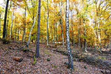 Herbstlandschaft im Park – Wald bei Sonnenschein