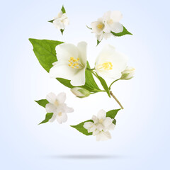 Fototapeta premium Beautiful jasmine flowers with leaves in air on light background