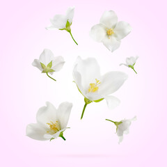 Obraz premium Beautiful jasmine flowers in air on light background