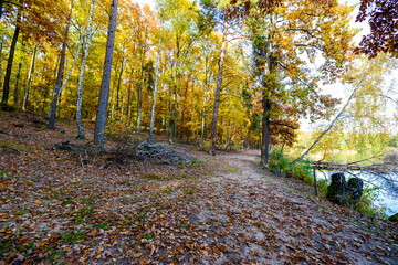 Herbstlandschaft im Park – Wald bei Sonnenschein