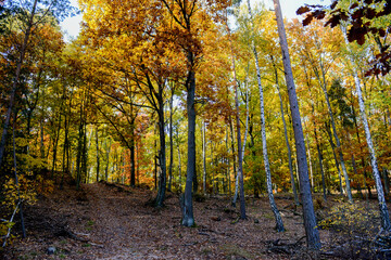 Obraz premium Herbstlandschaft im Park – Wald bei Sonnenschein