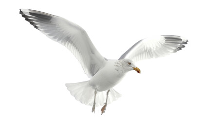 Seagull on white background