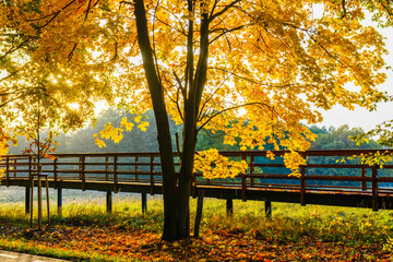 Obraz premium Herbstlandschaft im Park – Wald bei Sonnenschein