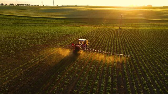 Modern tractor with trailer sprayer applies fertilizers herbicides pesticides chemical liquid solution to beet crops in green field at countryside during sunset, casting shadow in rays of setting sun
