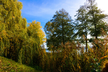 Herbstlandschaft im Park – Wald bei Sonnenschein