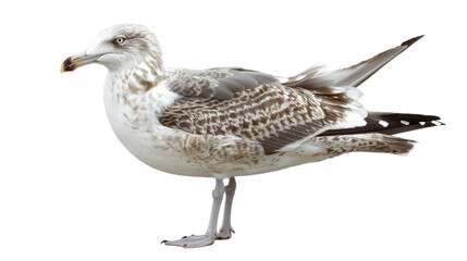 Fototapeta premium Seagull on white background