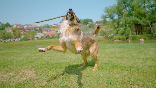 SLOW MOTION, CLOSE UP: Adorable brown-coated puppy holds a stick in mouth while playing in the grassfield. Cute energetic dog with zoomies carrying a stick while playing fetch on a sunny summer day.