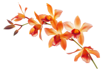 Orange orchid flowers, watercolor painting, isolated on transparent background