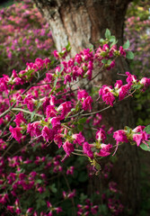pink flowers