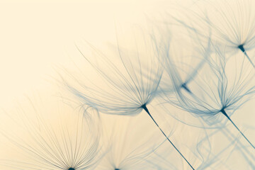 a close up of a dandelion