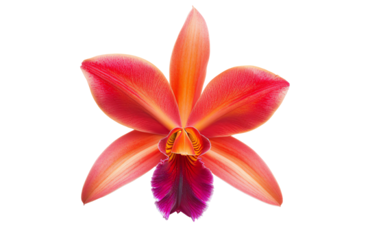 Single orange orchid flower, isolated on transparent background