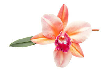 Single pink orchid with purple heart, isolated on transparent background