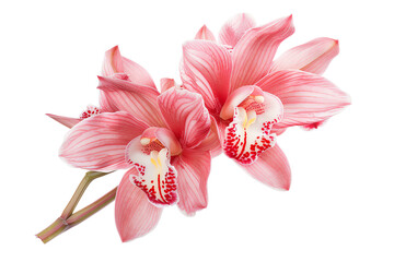 Two pink orchids, isolated on transparent background