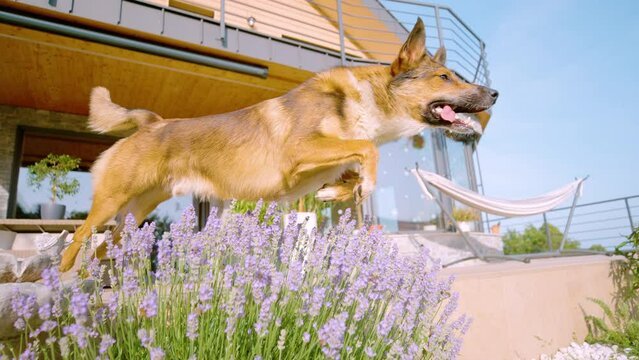 SLOW MOTION, CLOSE UP: Adorable young puppy runs out of the house and jumps over the lavender shrub on a sunny summer day. Cute shelter dog having fun running outside and jumping over lavender bush.