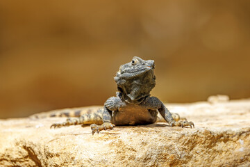 A starred agama lizard, stellagama stellio, on a rock. Also known as the roughtail rock agama or painted dragon.