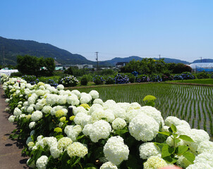 田んぼの畦道に咲く開成町の紫陽花