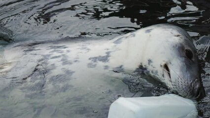 Grey Seal Entangled In Plastic Bottle During Marine Rescue Program. Horsehead Seal swimming in water close up. Adorable wildlife rescue in Poland on Hel Peninsula