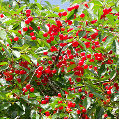 Prunus cerasus  | Tart cherry or sour cherry tree with pendulous clusters of lighter-red amarelle...