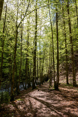 Obraz premium path in the forest - Starzlachklamm, Allgäu, Germany