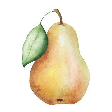 Watercolor pear illustration. Hand painted yellow, raw, ripe, whole pear with green leaf. Pear tree, plant. Sweet fruit. Nature element. Isolated food clip art
