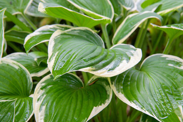 白の縁取りがあるホスタの葉
