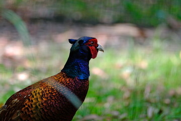 Pheasant (Phasianus colchicus) at the zoo