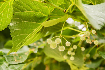 Naklejka premium Unbloomed buds of lime blossom tree branch closeup as floral background