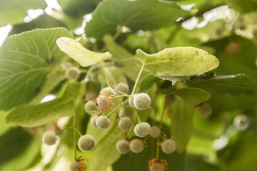 Unbloomed buds of lime blossom tree branch closeup as floral background