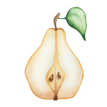 Watercolor pear illustration. Hand painted yellow, raw, ripe pear with green leaf. Pear cut in half with seeds, pits, pips. Pear tree, plant. Sweet fruit. Nature element. Isolated food clip art