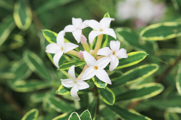 Blooming daphne burkwoodii in sunny July