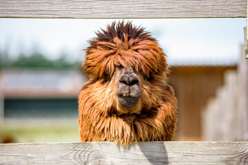 portrait of a alpaka
