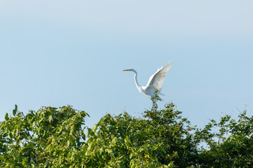Great egret (Ardea alba), known as the common egret, large egret, or great white egret or great white heron. Magdalena department. Wildlife and birdwatching in Colombia.