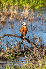 Black-collared hawk (Busarellus nigricollis), species of bird of prey in the family Accipitridae. Magdalena department. Wildlife and birdwatching in Colombia.